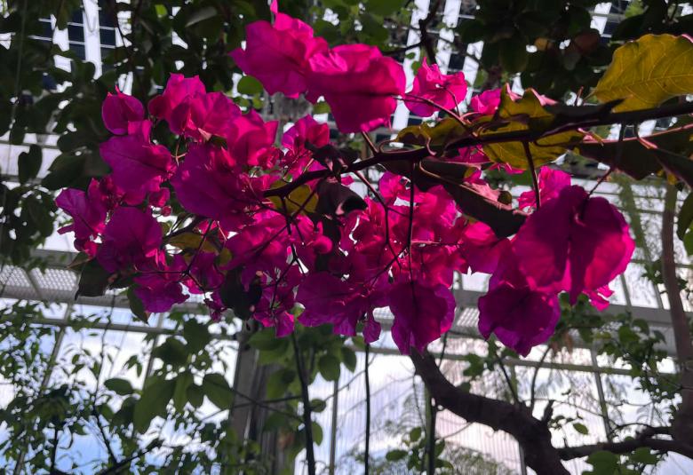 Kuvassa on punaisia kukkia pensaan yläoksilla ja taustalla on viherkasveja lasiseinissä sekä katossa. 