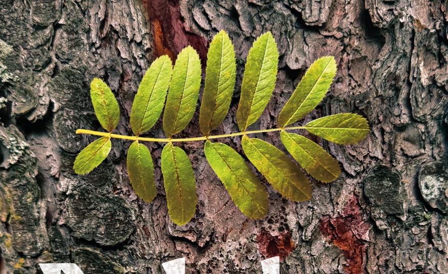 Kuvassa on harmaata puunrunkoa vasten poikittain vihreä pihlajan lehti. Kuva on osa kirjan kannesta. 