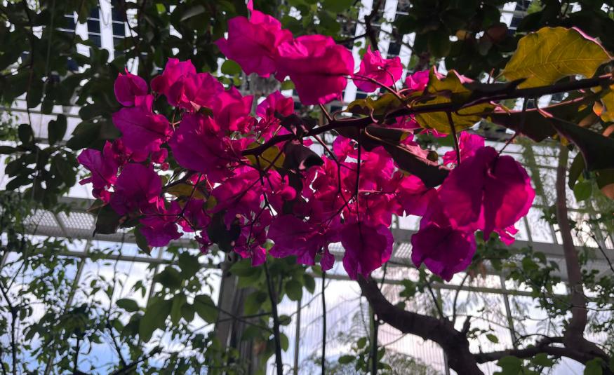 Kuvassa on punaisia kukkia pensaan yläoksilla ja taustalla on viherkasveja lasiseinissä sekä katossa. 