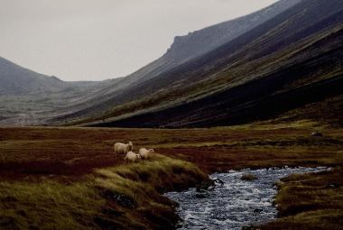 Kuvassa on islantilaista tunturimaisemaa. Siinä on kauempana tunturia, jossa oin laaksoa ja etualalla tasanteella on leveä puro. Värit ovat tumman vihreää.