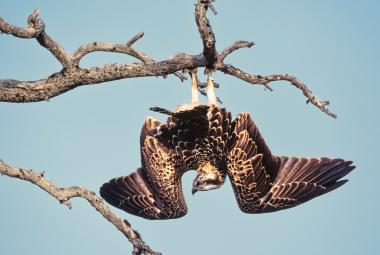 Kuvassa on kalasääksi roikkumassa väärin päin kuivalla oksalla vasten vaalean sinistä taivasta. 