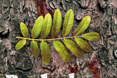 Kuvassa on harmaata puunrunkoa vasten poikittain vihreä pihlajan lehti. Kuva on osa kirjan kannesta. 