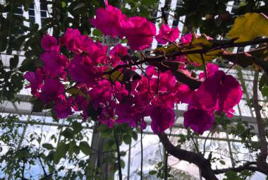 Kuvassa on punaisia kukkia pensaan yläoksilla ja taustalla on viherkasveja lasiseinissä sekä katossa. 